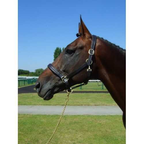 Padded Leather Headcollar – Horse Leather Headcollar