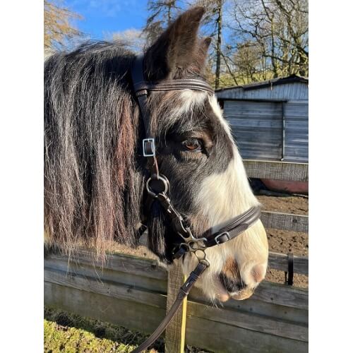 Calli Bubbles Hackamore Bitless Bridle & Reins