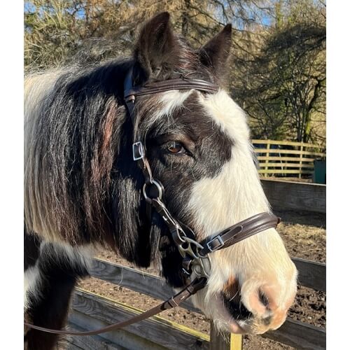 Calli Butterfly Hackamore Bitless Bridle & Reins