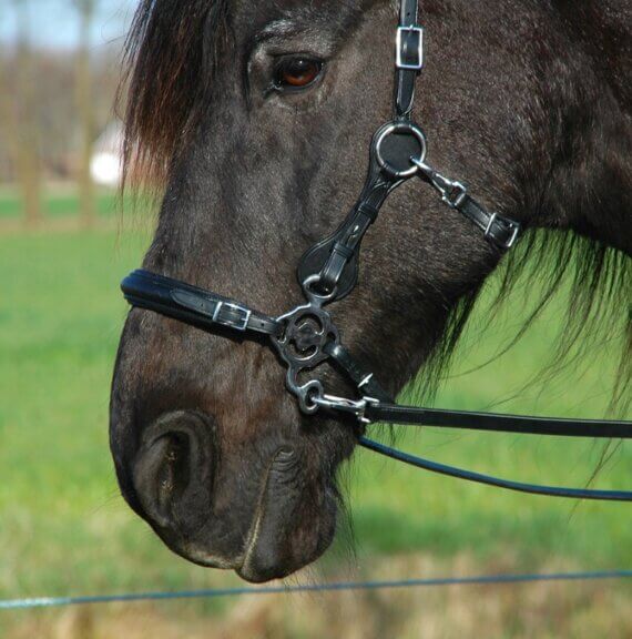 Calli Love Hackamore Bitless Bridle & Reins - Image 8