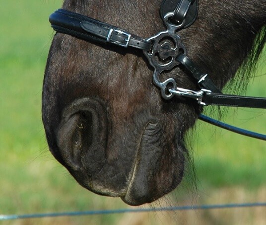 Calli Love Hackamore Bitless Noseband